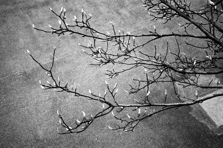 Instants Noir & Blanc - Fabien Bosdedore Photographie