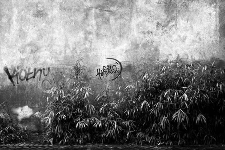 Instants Noir & Blanc - Fabien Bosdedore Photographie