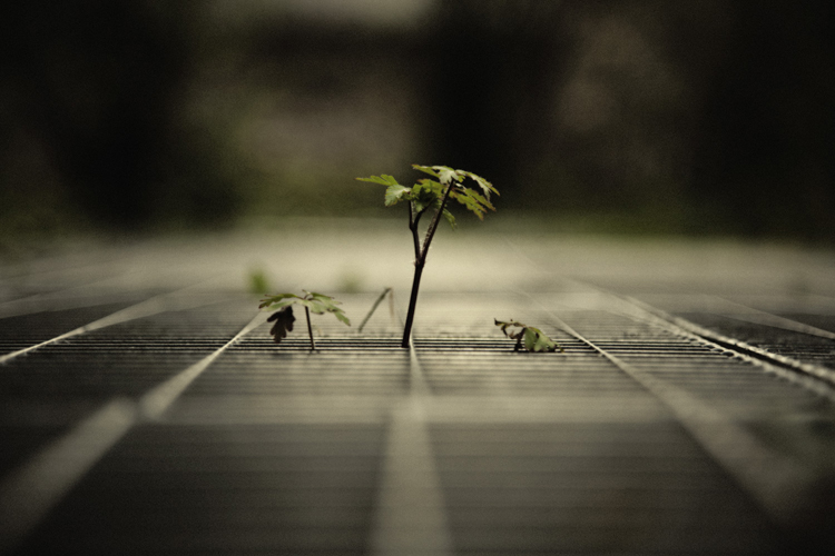 Urban Oasis - Fabien Bosdedore Photographie