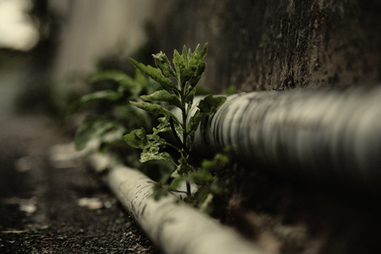 Urban Oasis - Fabien Bosdedore Photographie