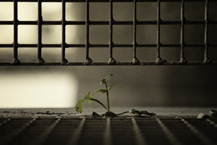 Urban Oasis - Fabien Bosdedore Photographie