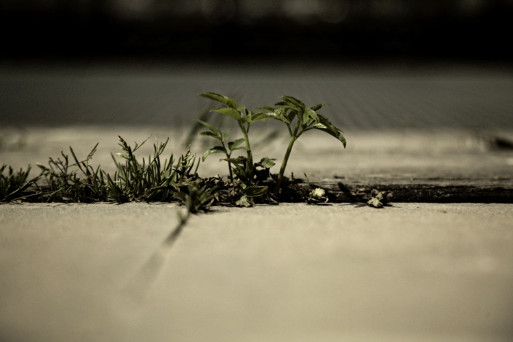 Urban Oasis - Fabien Bosdedore Photographie