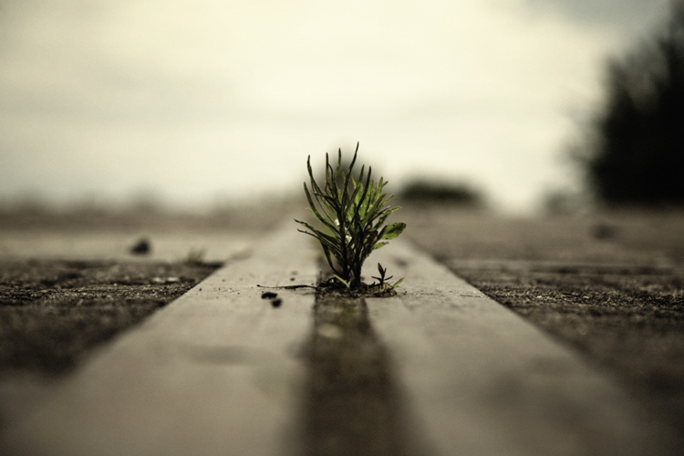 Urban Oasis - Fabien Bosdedore Photographie