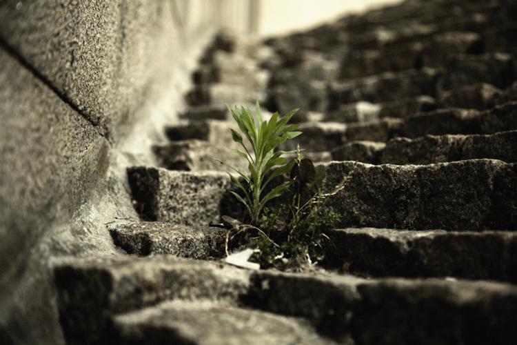 Urban Oasis - Fabien Bosdedore Photographie