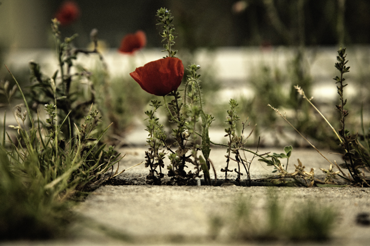 Urban Oasis - Fabien Bosdedore Photographie