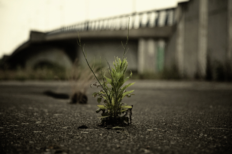 Urban Oasis - Fabien Bosdedore Photographie