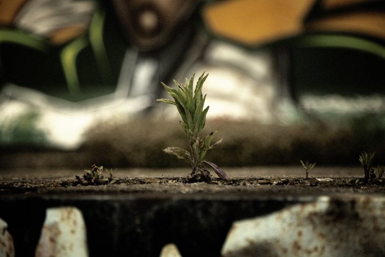 Urban Oasis - Fabien Bosdedore Photographie