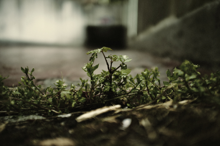 Urban Oasis - Fabien Bosdedore Photographie