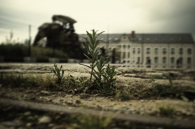 Urban Oasis - Fabien Bosdedore Photographie