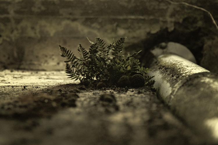 Urban Oasis - Fabien Bosdedore Photographie