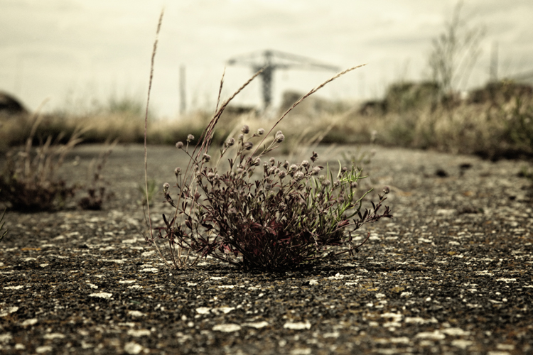 Urban Oasis - Fabien Bosdedore Photographie